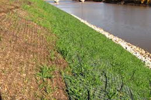 Vegetation Management at Levees, Floodwalls and Dams